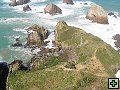 thn_The Catlins Coast 022.jpg